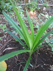 Pandanus kirkii