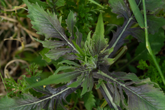 Knautia integrifolia