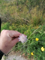 Knautia integrifolia