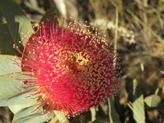 Eucalyptus macrocarpa