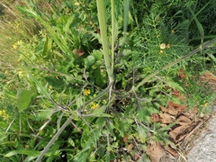 Knautia integrifolia