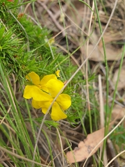 Hibbertia fasciculata
