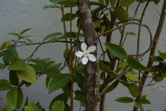 Wrightia antidysenterica