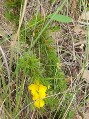 Hibbertia fasciculata