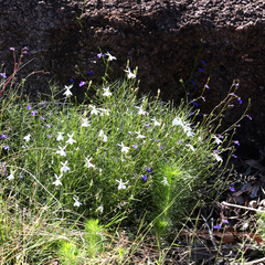 Lithotoma anethifolia