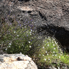 Lithotoma anethifolia