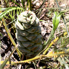 Macrozamia plurinervia