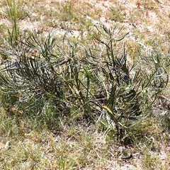 Macrozamia plurinervia