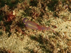 Clavelina meridionalis