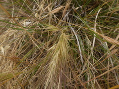 Aristida behriana