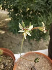 Pelargonium confertum