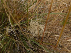 Aristida behriana