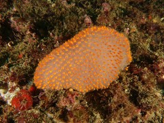 Polycitor giganteus