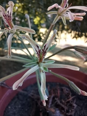 Pelargonium radicatum