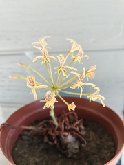 Pelargonium radicatum