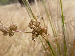 Juncus subsecundus