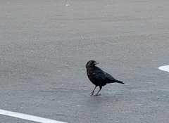 Corvus brachyrhynchos