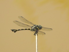 Ictinogomphus decoratus