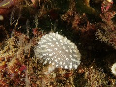 Polycitor giganteus