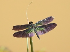Rhyothemis plutonia