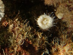 Balanophyllia
