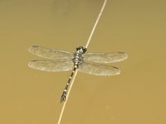 Ictinogomphus decoratus