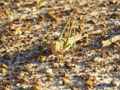 Metaballus frontalis