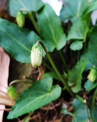Viola inconspicua nagasakiensis