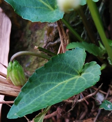 Viola inconspicua nagasakiensis