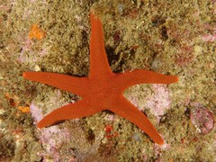 Fromia polypora