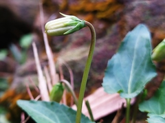 Viola inconspicua nagasakiensis