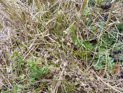 Zoysia minima