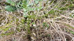 Zoysia minima