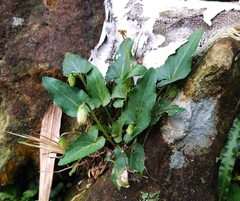 Viola inconspicua nagasakiensis