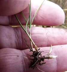 Zoysia minima