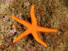 Fromia polypora