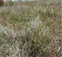 Rytidosperma racemosum