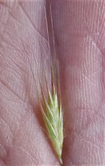 Rytidosperma racemosum