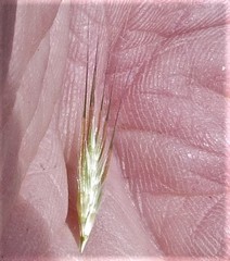 Rytidosperma racemosum