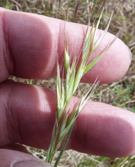 Rytidosperma racemosum