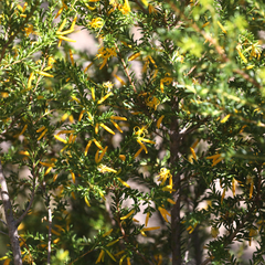 Persoonia terminalis