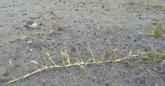 Zoysia minima