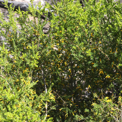 Persoonia terminalis