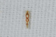 Zygina flammigera
