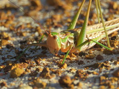 Metaballus frontalis