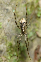 Episinus antipodianus