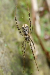 Episinus antipodianus