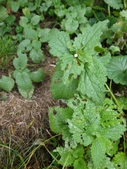 Lamium album