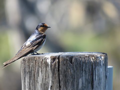 Hirundo neoxena carteri