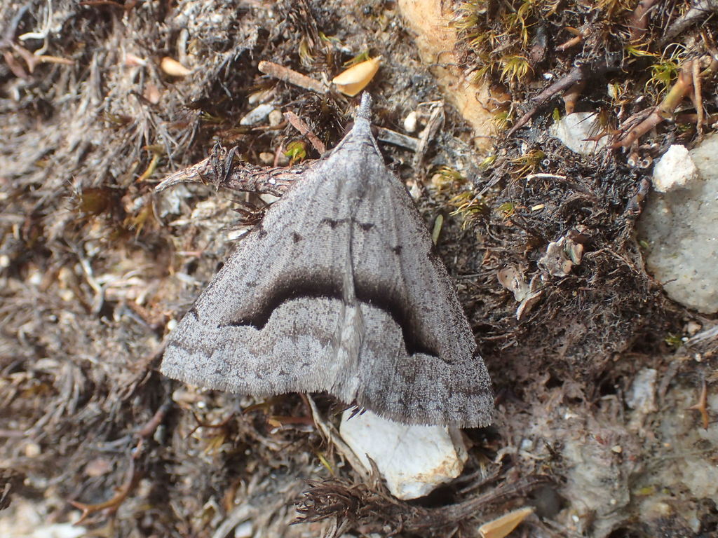 Omega Heath Moth